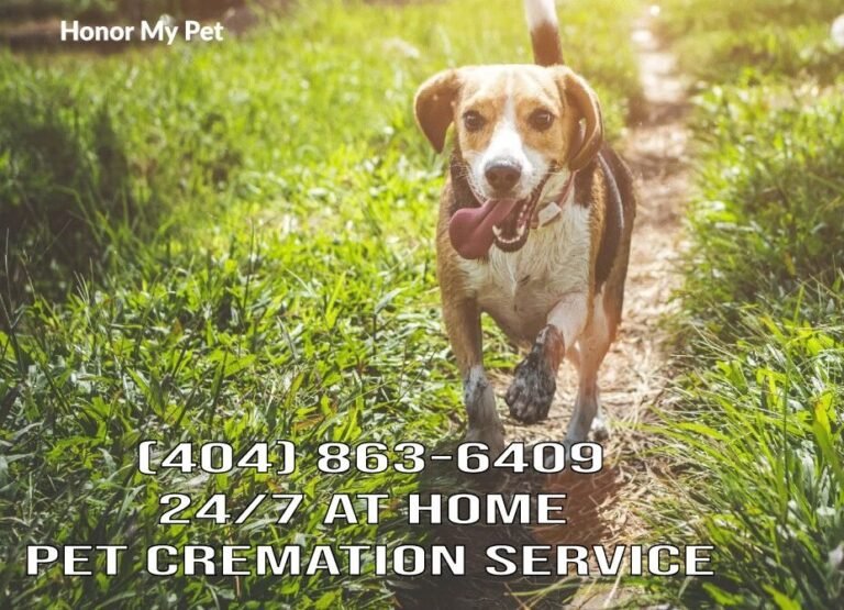 Honor my pet 2 e1774907612700 1 768x555