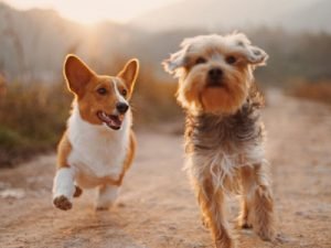 pet cremation gainsville ga